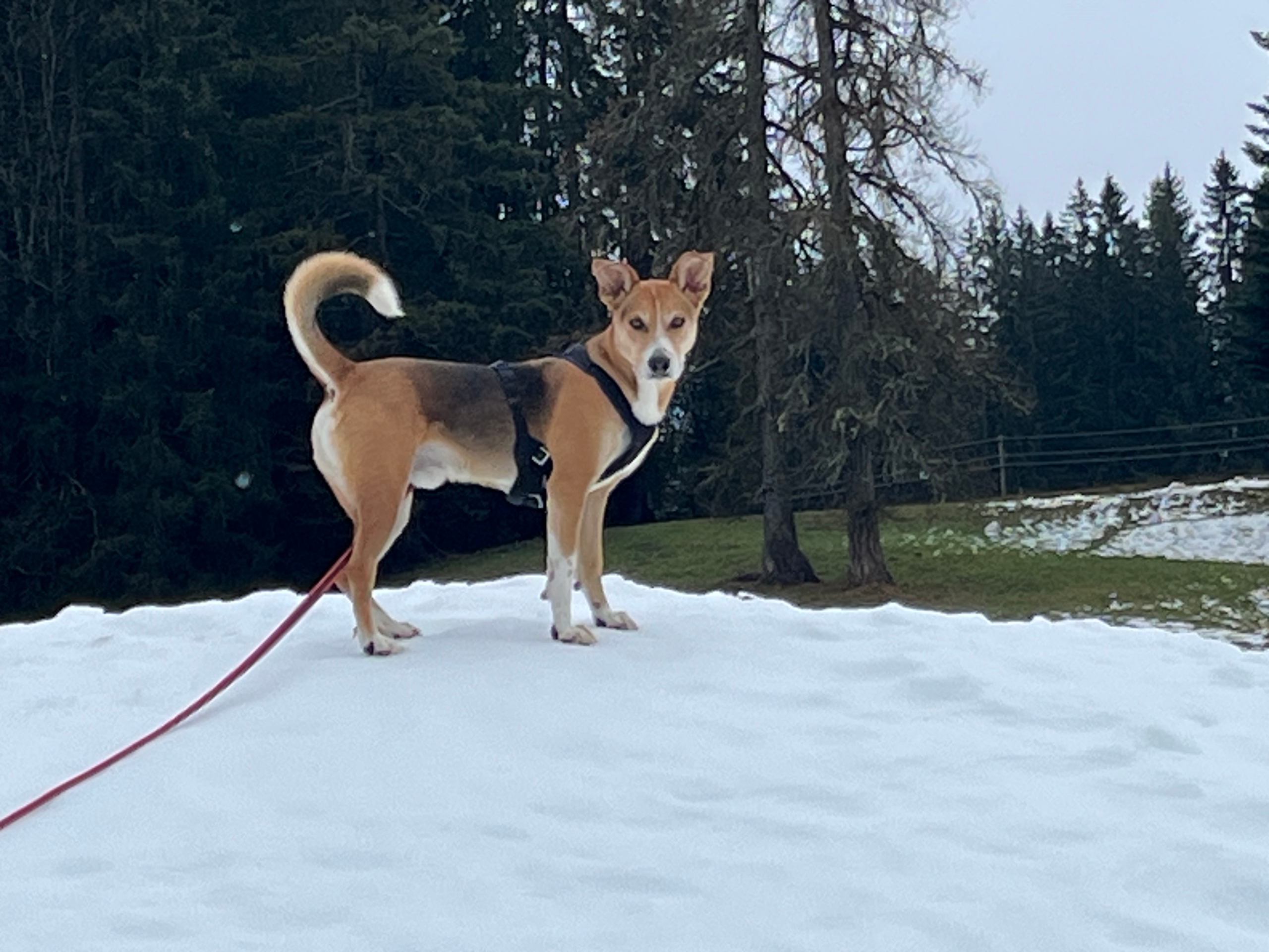 dog on a little snow hill