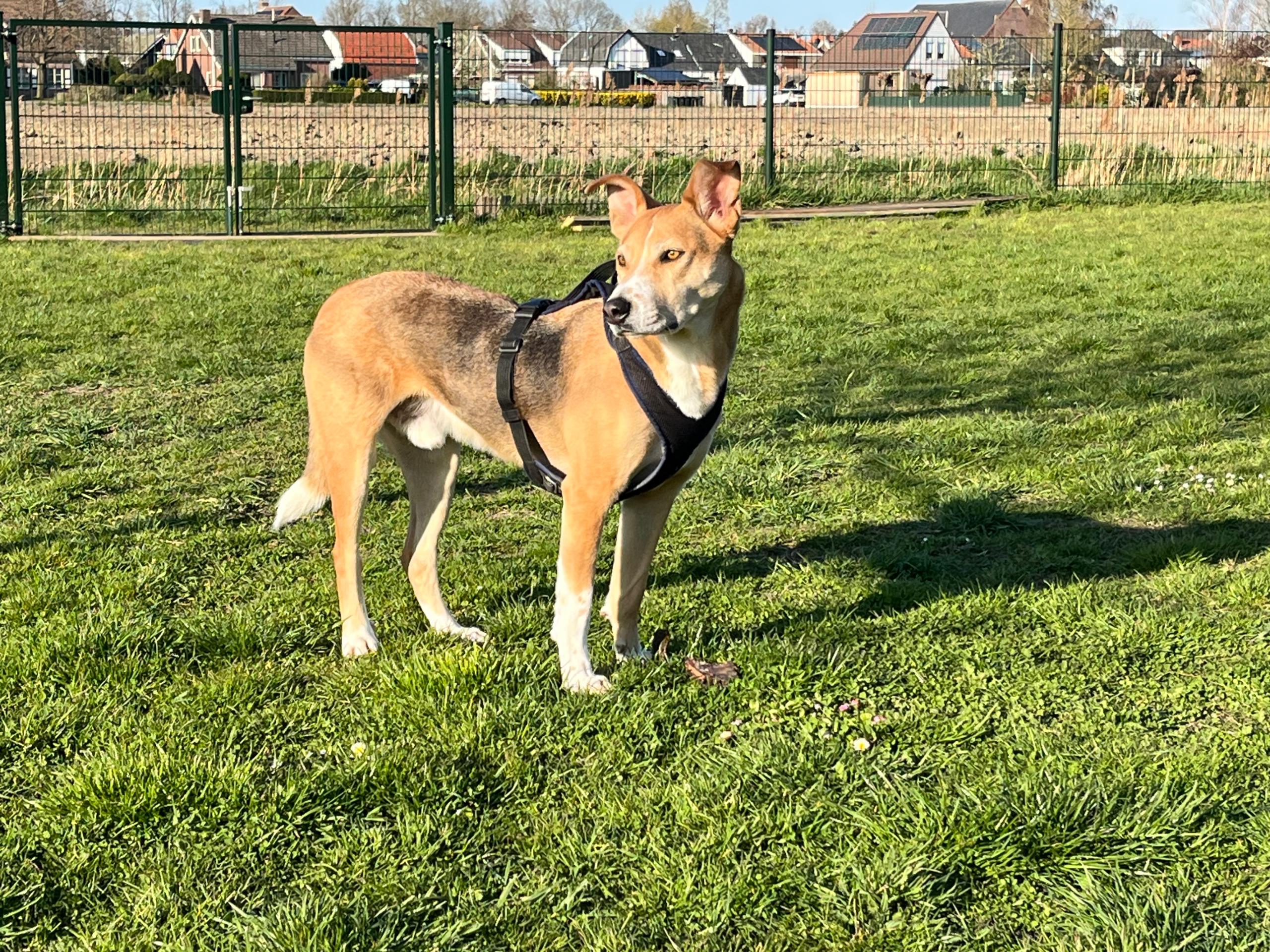 dog on grass