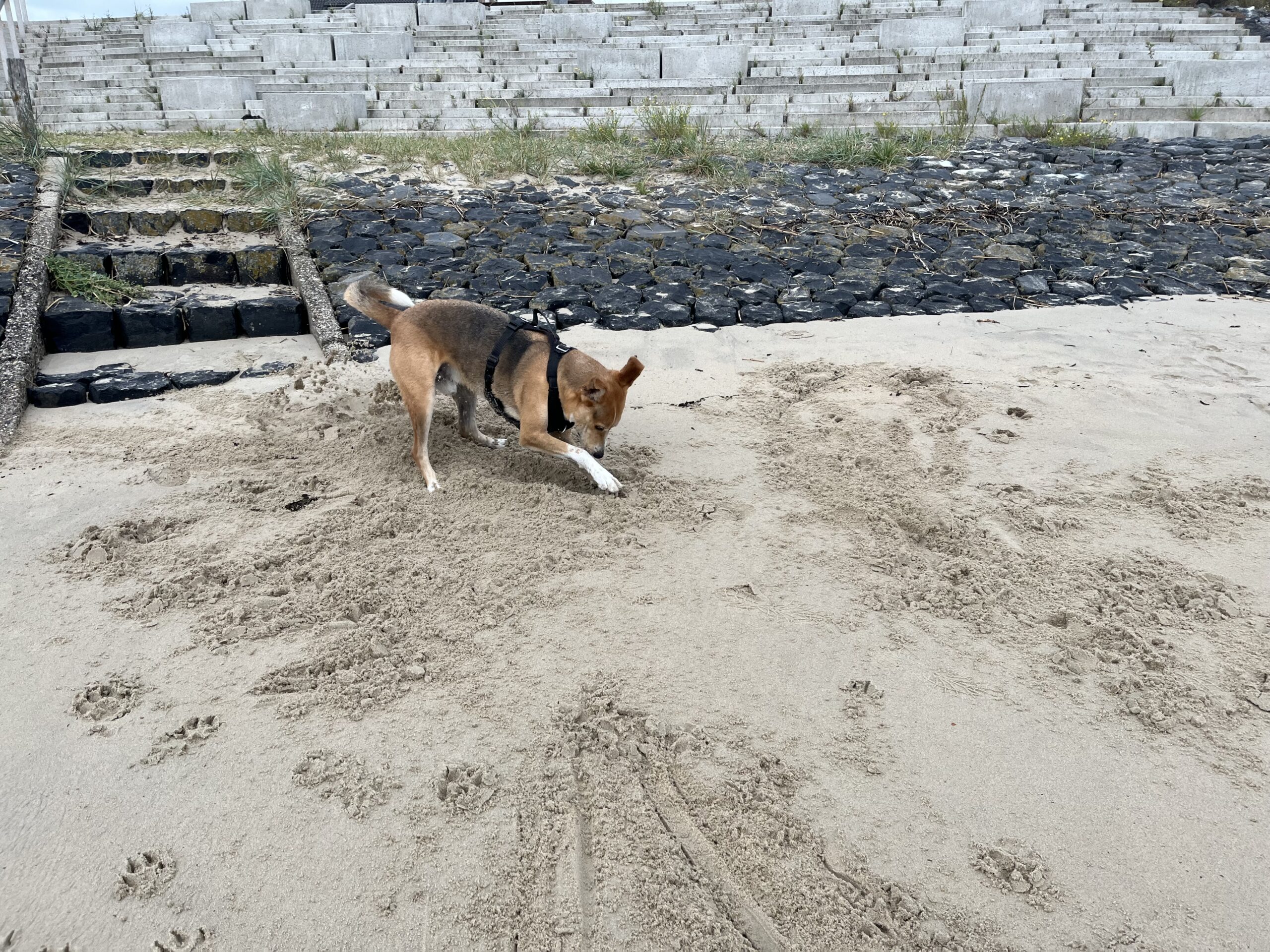 dog digging in the sand on a beach