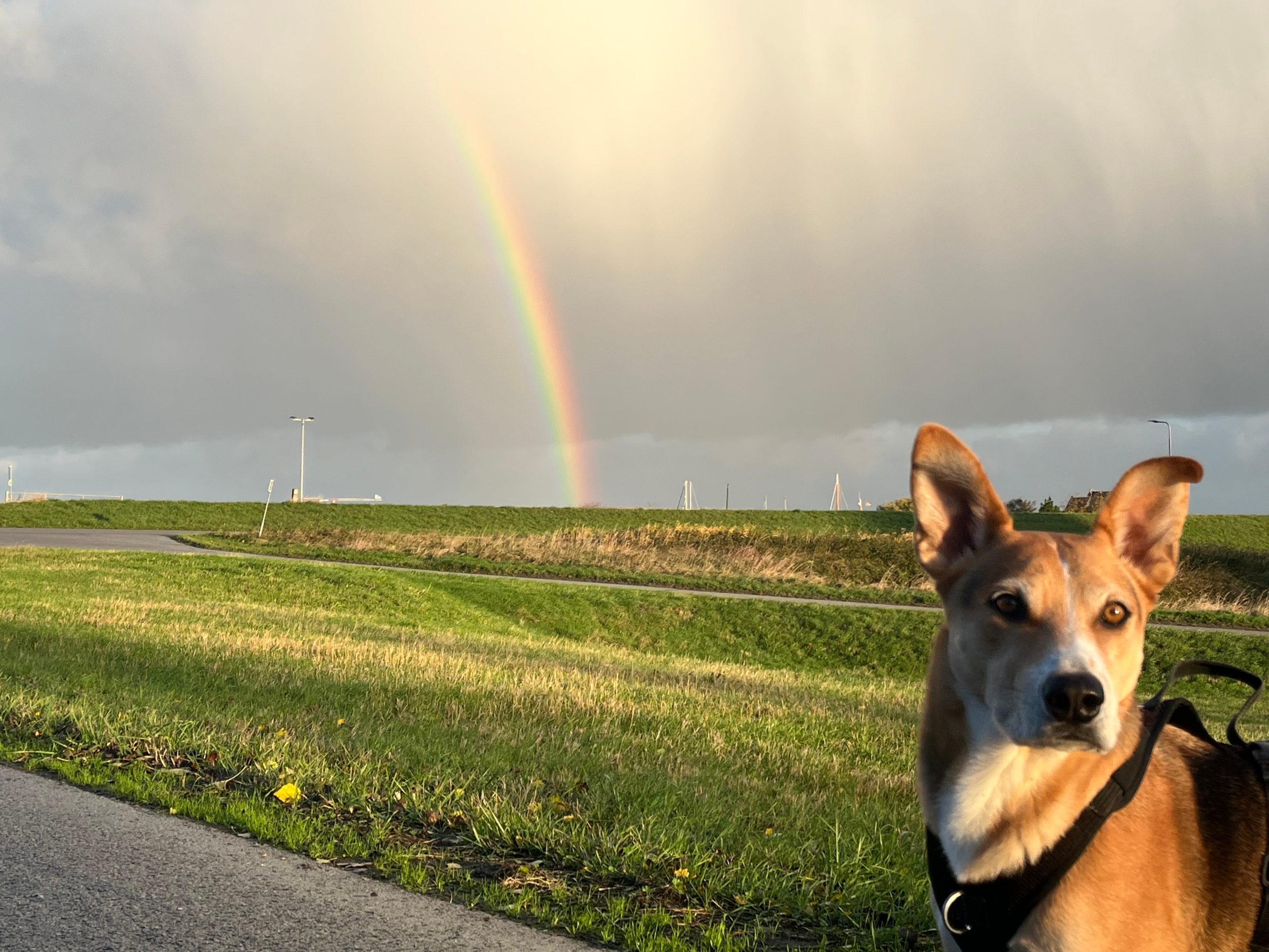dog with rainbow ion the background